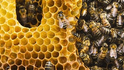 «الزراعة» تحتفل باليوم العالمي للنحل وتدرب المبتدئين على مشروعات إنتاج العسل