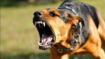 بلاغ ضد «بلوجر» لبنانية.. عقر طفل داخل كمبوند شهير بالشيخ زايد