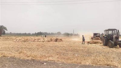 اقتصار التوريد على صومعة سدس وشونة سمسطا لحين انتهاء الموسم ببني سويف