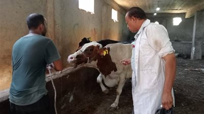 اعمال الحملة القومية الثانية للتحصين بالسويس: حماية للثروة الحيوانية