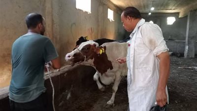 تكثيف جهود مديرية الطب البيطري بالسويس لحماية الثروة الحيوانية