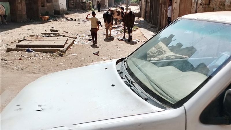 الأبقار فى الشوارع