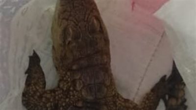 القصة الكاملة لتمساح أبو تلات.. كيف وصل إلى مياه البحر بالإسكندرية؟