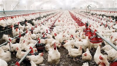 أسعار الفراخ اليوم الجمعة 10 أكتوبر 2025 في الأسواق