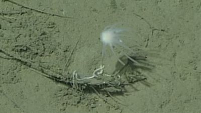 علماء يعثرون على أول دليل أحفوري لحركة غير تقليدية لحيوان قديم