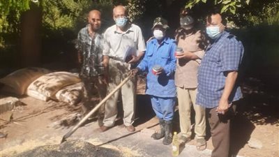 انطلاق الحملة القومية للقوارض عقب المحاصيل الصيفية ببنى سويف