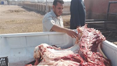 محافظ أسيوط : ضبط ذبيحة غير صالحة للاستهلاك الآدمي تزن 350 كجم خلال حملة مكبرة