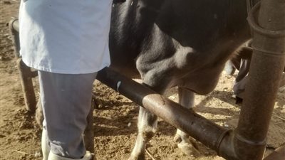 الغربية تتصدر محافظات مصر في حملة تحصين الماشية.. 700 ألف رأس تحت مظلة الأمان