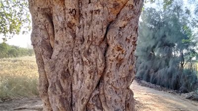 إيقاف مسئولة محلية بالجميزة عن العمل بعد واقعة ركام طريق شنراق