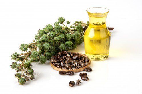 الخروع