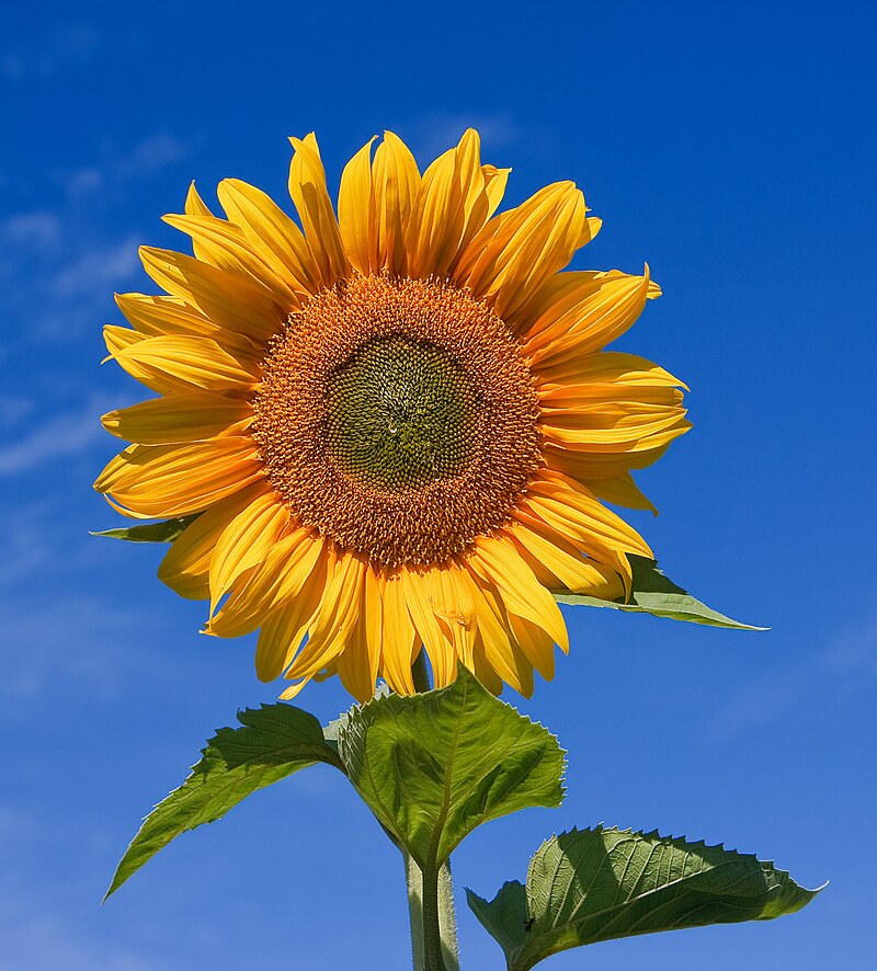 زهرة عباد الشمس