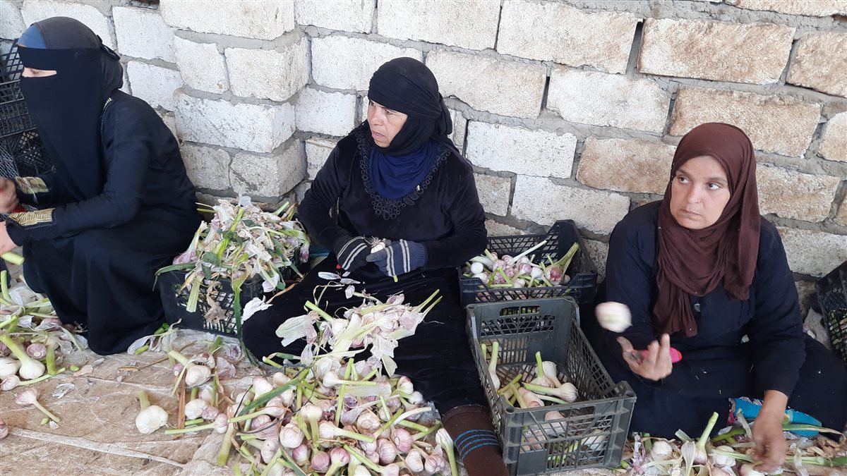 قرية سلاقوس في المنيا
