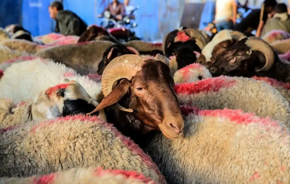 أسعار الأضاحي في العيد