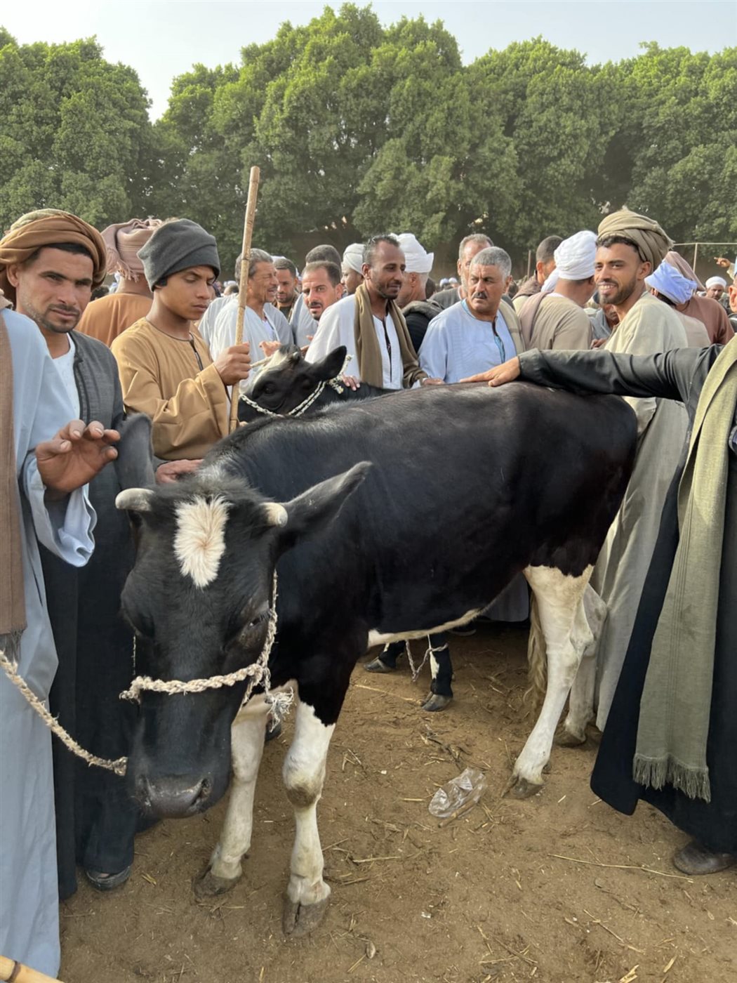 سوق الماشية بقنا