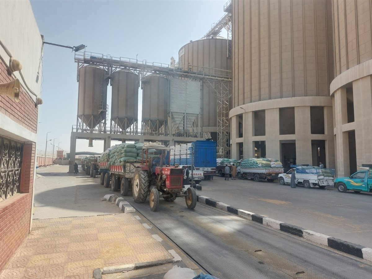 توريد القمح في أسيوط