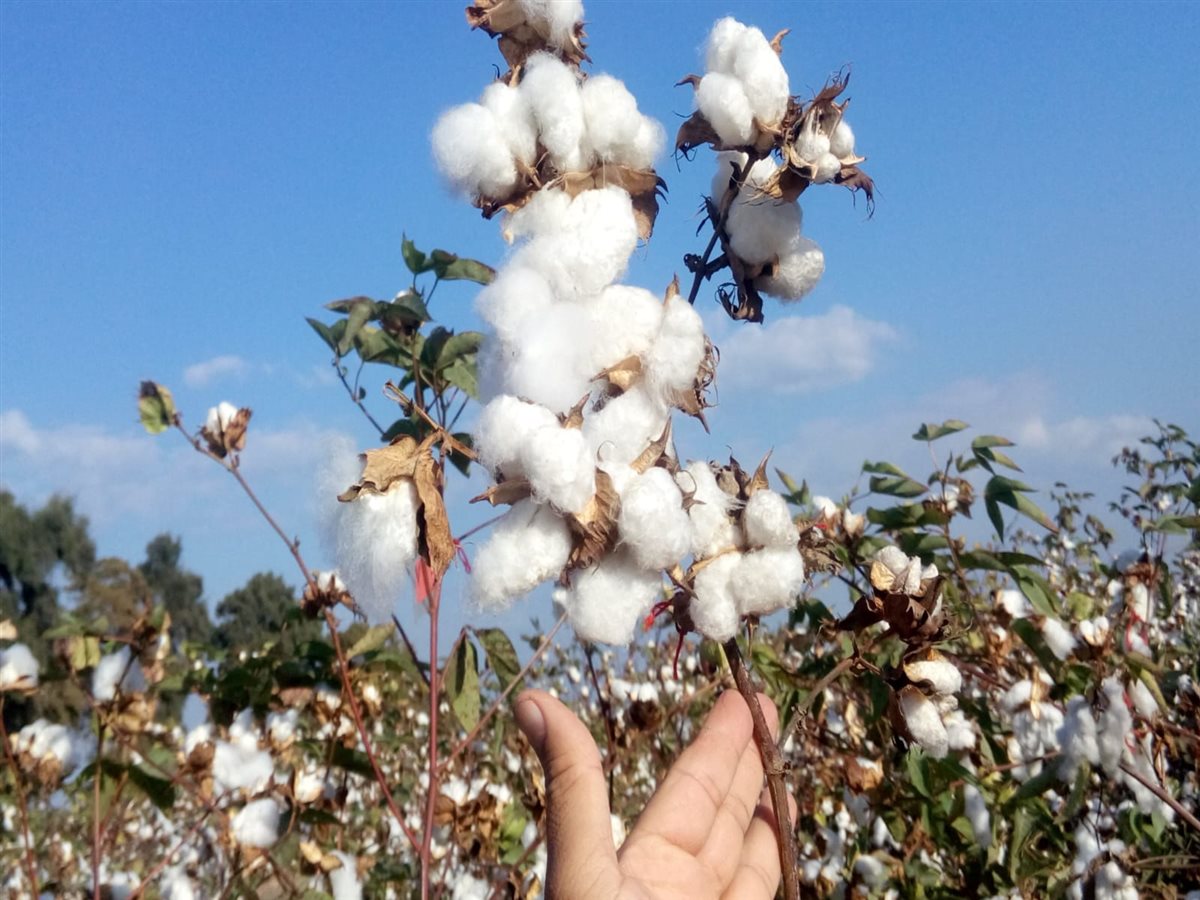 القطن المصري