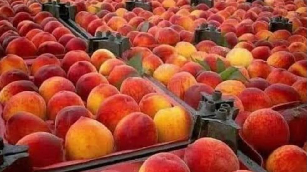 أسعار الفاكهة ثالث أيام عيد الأضحى