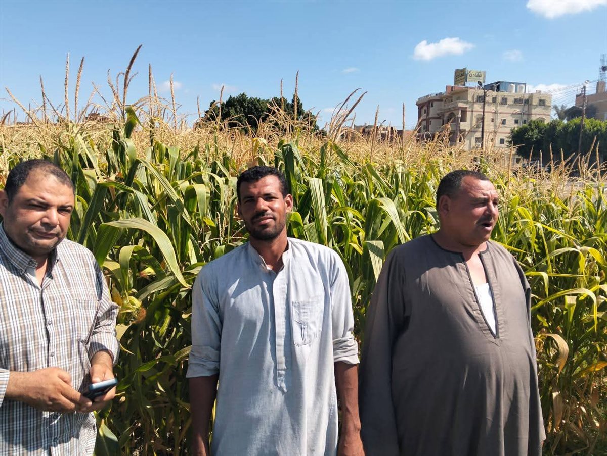زراعة سنورس تنظم يوم حقل عن النهوض بمحصول الذرة الشامية بجمعية سنورس تانى <br>