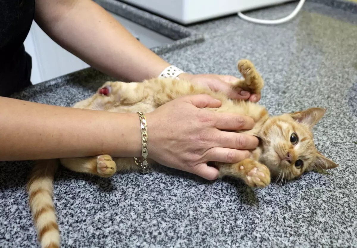 <strong>سحر الربط</strong>