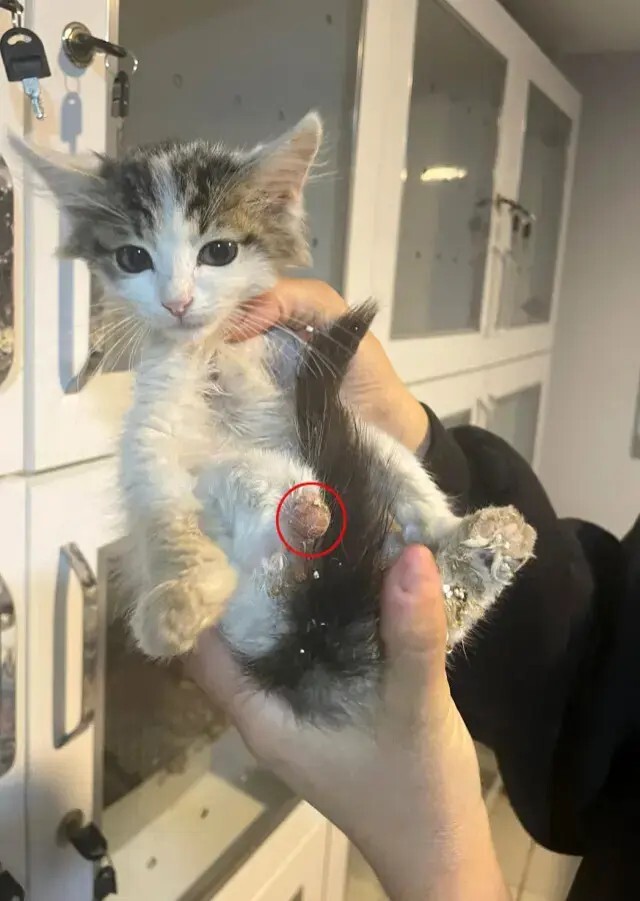 <strong>سحر الربط</strong>