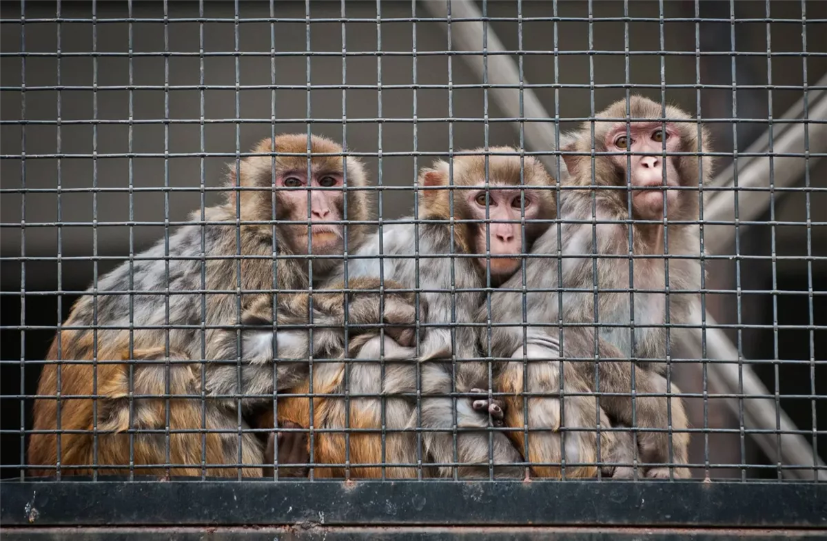 <strong>قرود</strong>