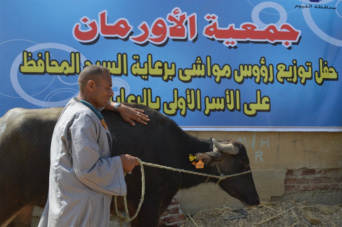 تسليم 9425 رأس ماشية للأسر الأولى بالرعاية بقرى ومراكز الفيوم