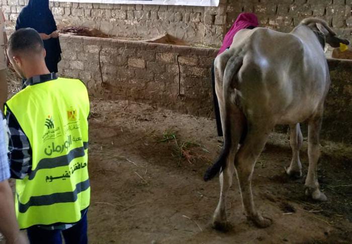 تسليم 9425 رأس ماشية للأسر الأولى بالرعاية بقرى ومراكز الفيوم