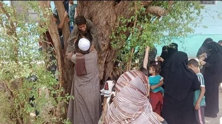 نبق الشيخ نصر الدين