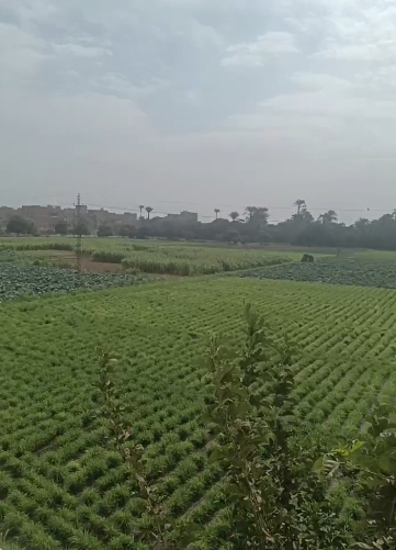 مفيش مطر في الفيوم.. اعرف تفاصيل حالة الطقس بعد توقعات الأرصاد بهطول أمطار غزيرة