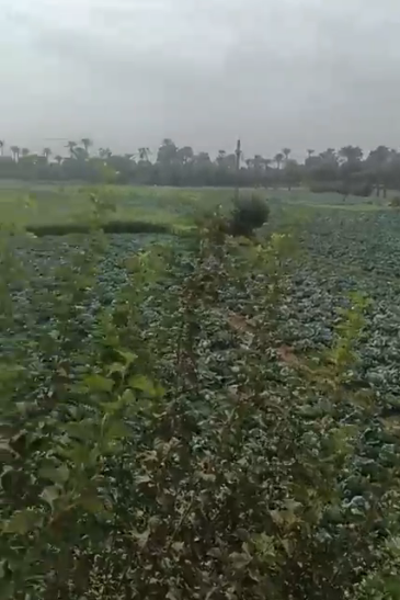 مفيش مطر في الفيوم.. اعرف تفاصيل حالة الطقس بعد توقعات الأرصاد بهطول أمطار غزيرة