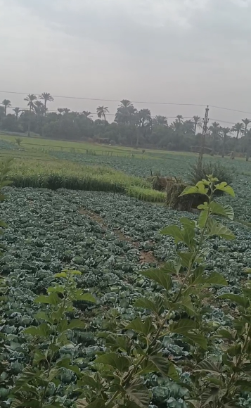 مفيش مطر في الفيوم.. اعرف تفاصيل حالة الطقس بعد توقعات الأرصاد بهطول أمطار غزيرة