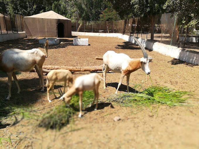 حديقة حيوان الفيوم