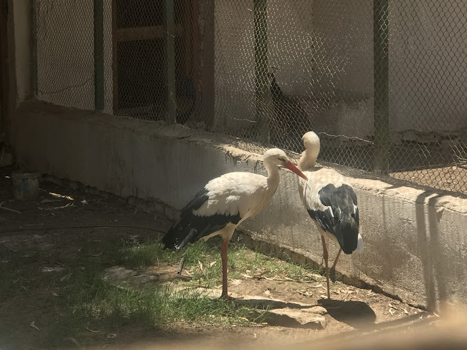حديقة حيوان الفيوم
