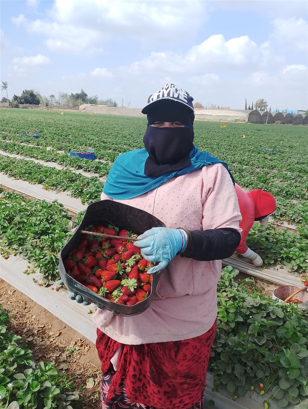 موسم حصاد الفراولة بالقليوبية