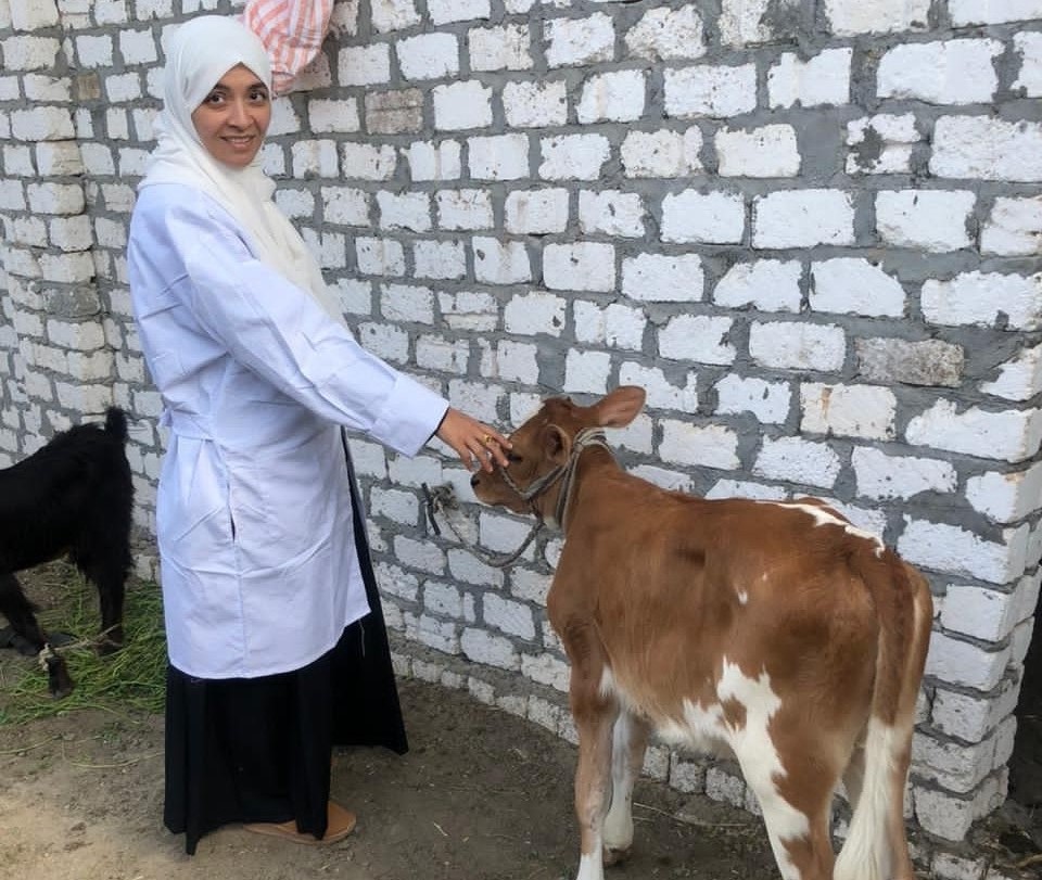 تحصين ١٨٤٠ رأس ماشية ضد مرضي الحمى القلاعية وحمى الوادي المتصدع بالفيوم