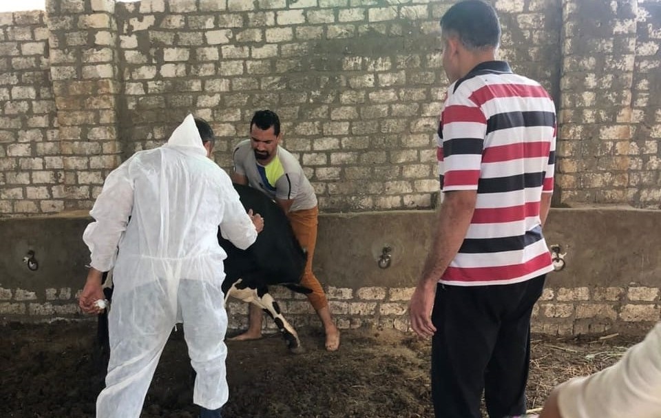 تحصين ١٨٤٠ رأس ماشية ضد مرضي الحمى القلاعية وحمى الوادي المتصدع بالفيوم