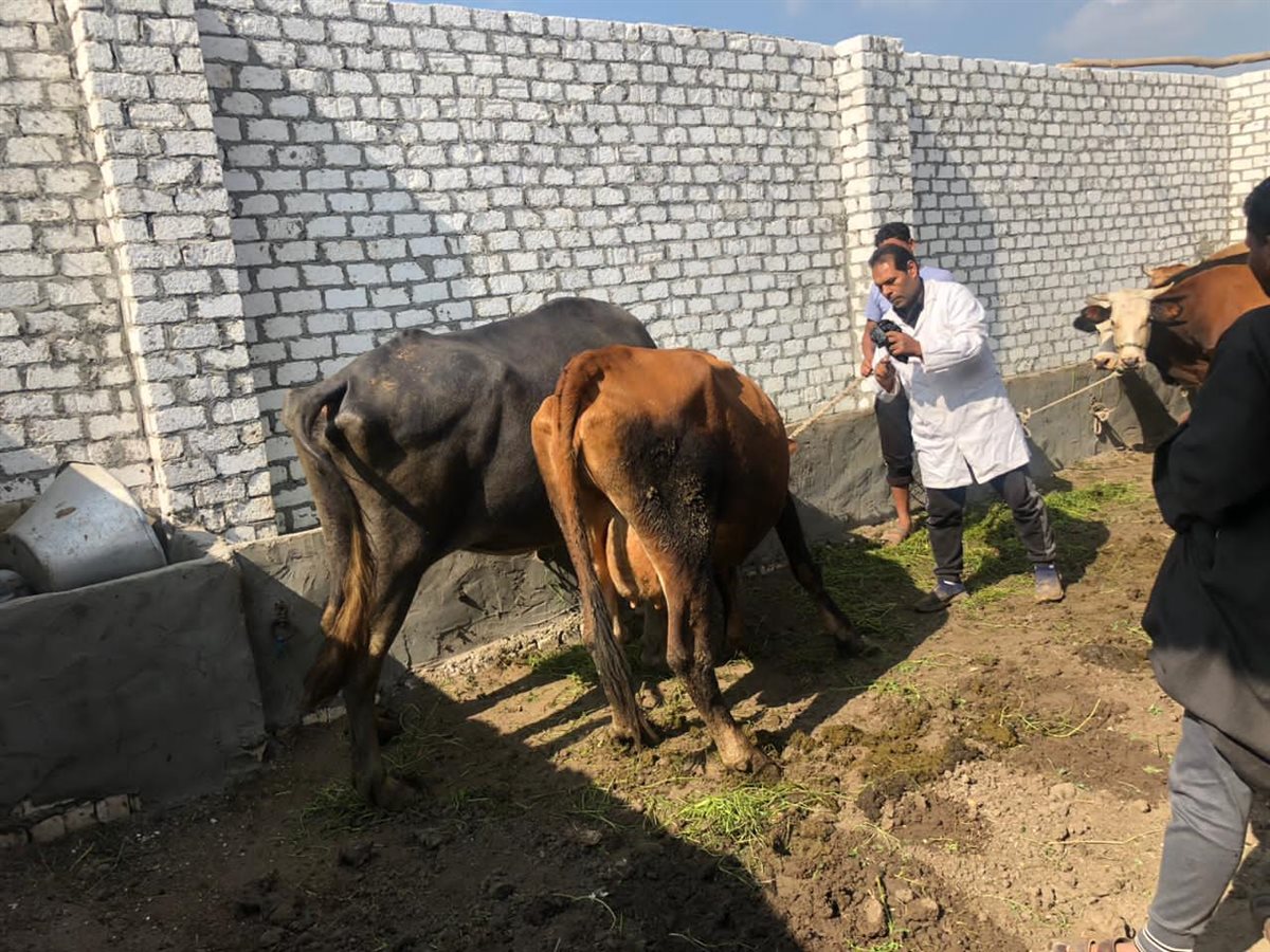 تحصين ١٨٤٠ رأس ماشية ضد مرضي الحمى القلاعية وحمى الوادي المتصدع بالفيوم