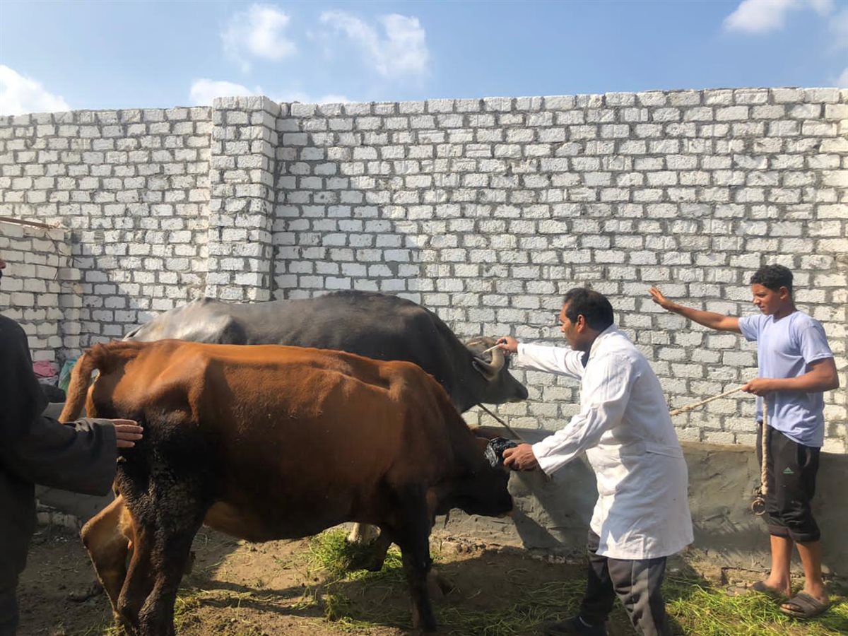 تحصين ١٨٤٠ رأس ماشية ضد مرضي الحمى القلاعية وحمى الوادي المتصدع بالفيوم