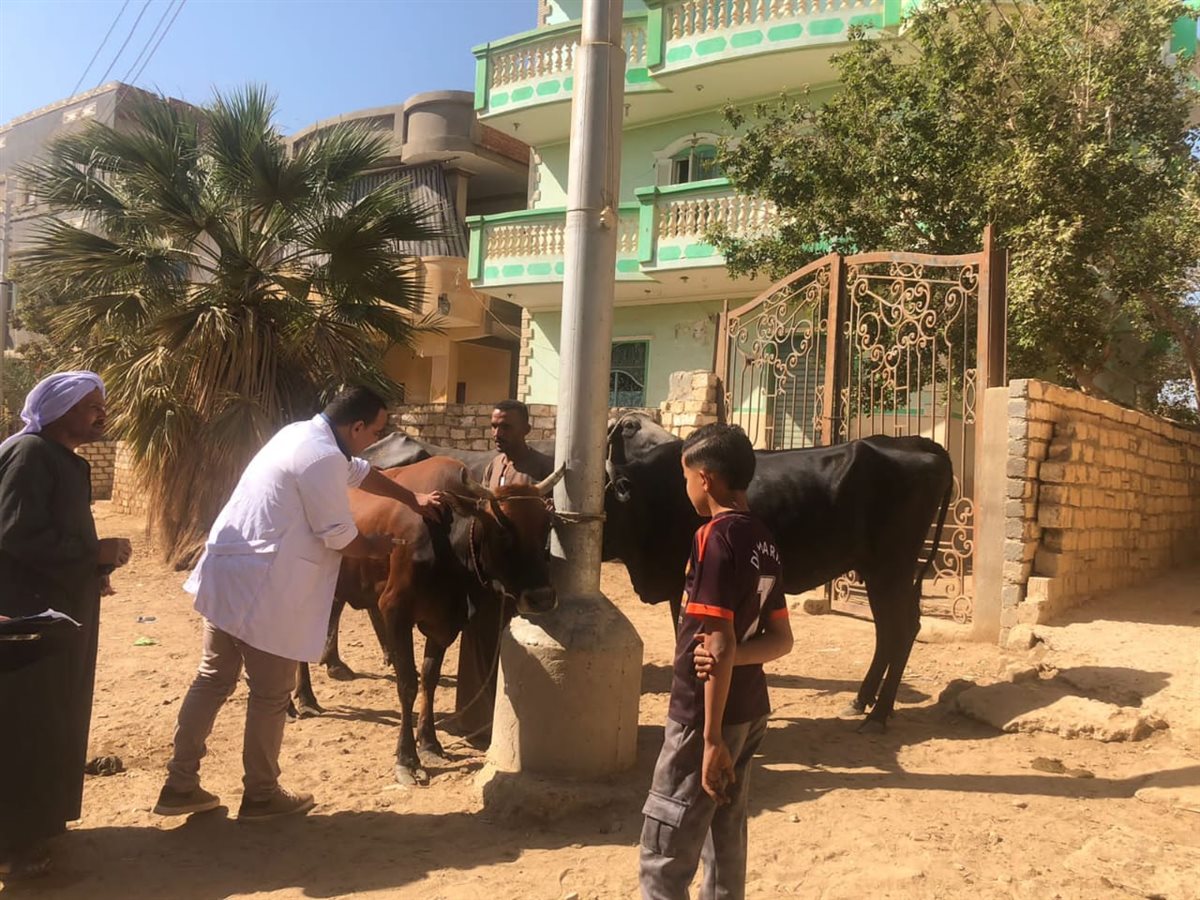 تحصين ١٨٤٠ رأس ماشية ضد مرضي الحمى القلاعية وحمى الوادي المتصدع بالفيوم