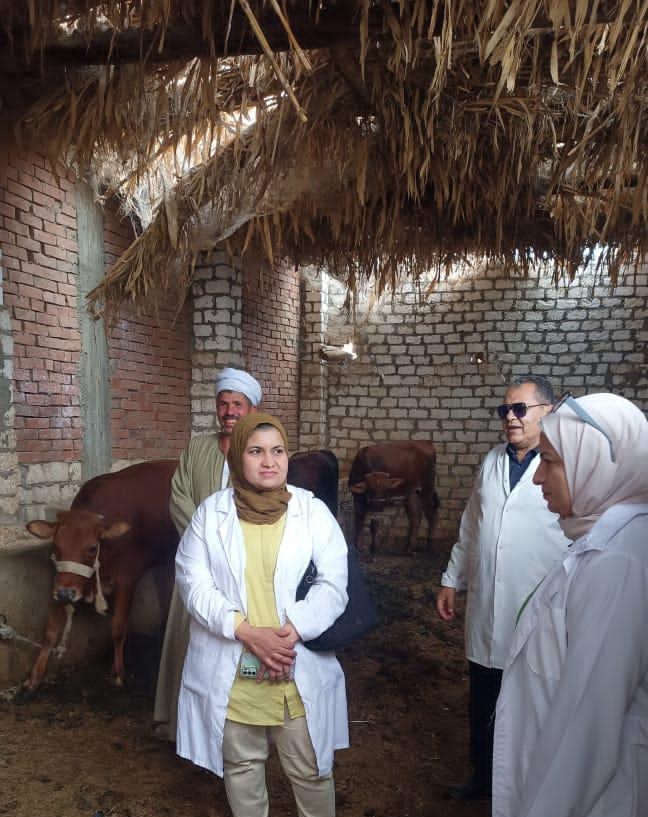 تحصين ١٨٤٠ رأس ماشية ضد مرضي الحمى القلاعية وحمى الوادي المتصدع بالفيوم