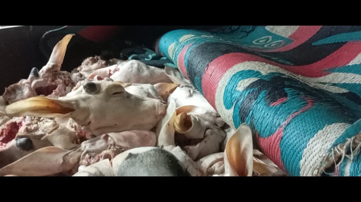 ضبط 132 رأس ماشية رؤوس ماشيه بتلو محظور ذبحها بالفيوم