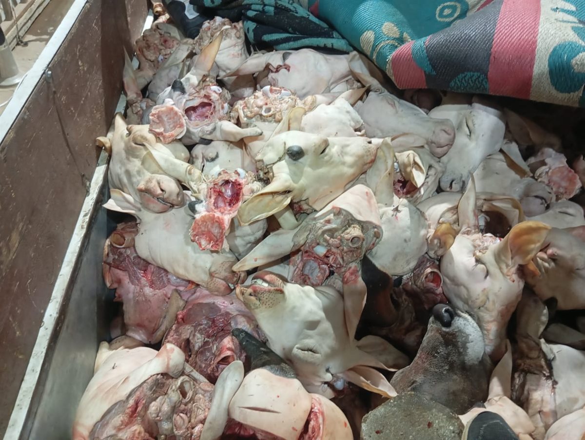 ضبط 132 رأس ماشية رؤوس ماشيه بتلو محظور ذبحها بالفيوم