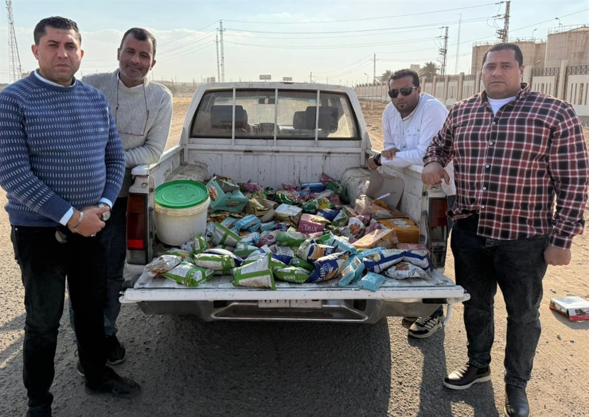 ضبط 132 رأس ماشية رؤوس ماشيه بتلو محظور ذبحها بالفيوم