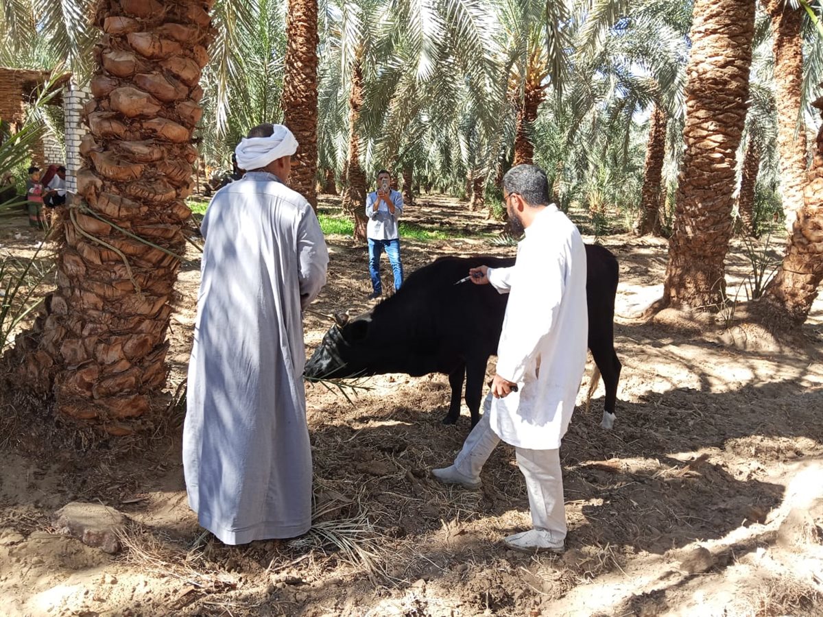 جانب من الحملة القومية