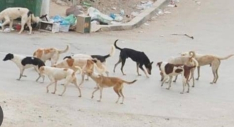 الكلاب الضالة