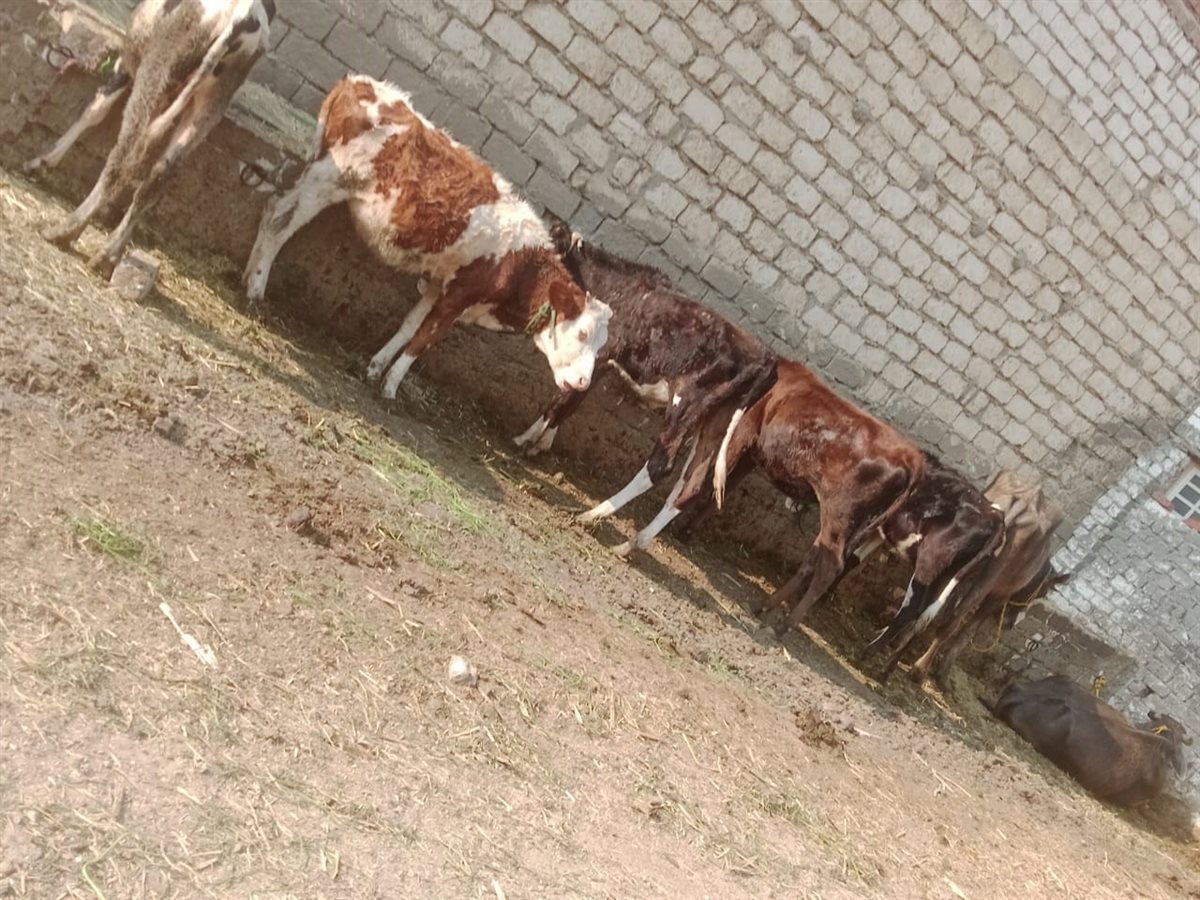 إدارة الإنتاج الحيواني بزراعة الفيوم تواصل أعمال المعاينات والتراخيص بمراكز المحافظة