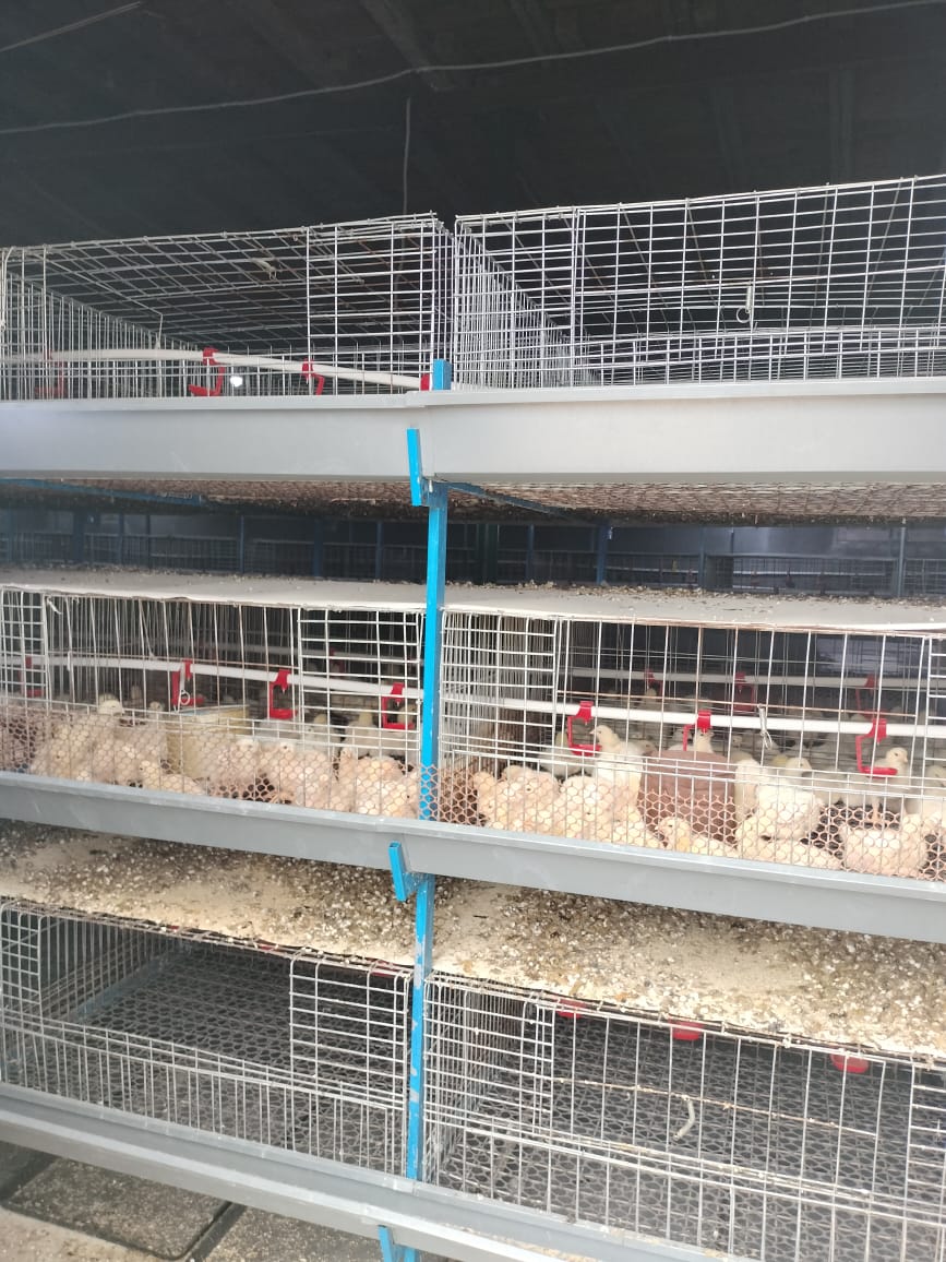 إدارة الإنتاج الحيواني بزراعة الفيوم تواصل أعمال المعاينات والتراخيص بمراكز المحافظة