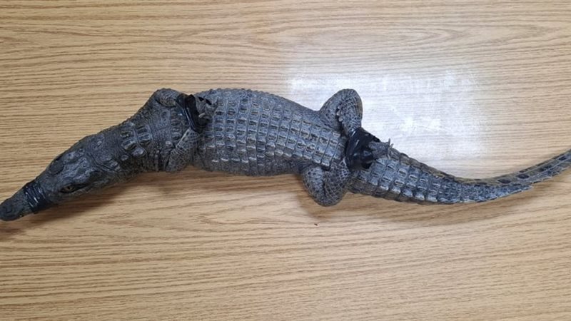 <strong>تمساح الزوامل </strong>