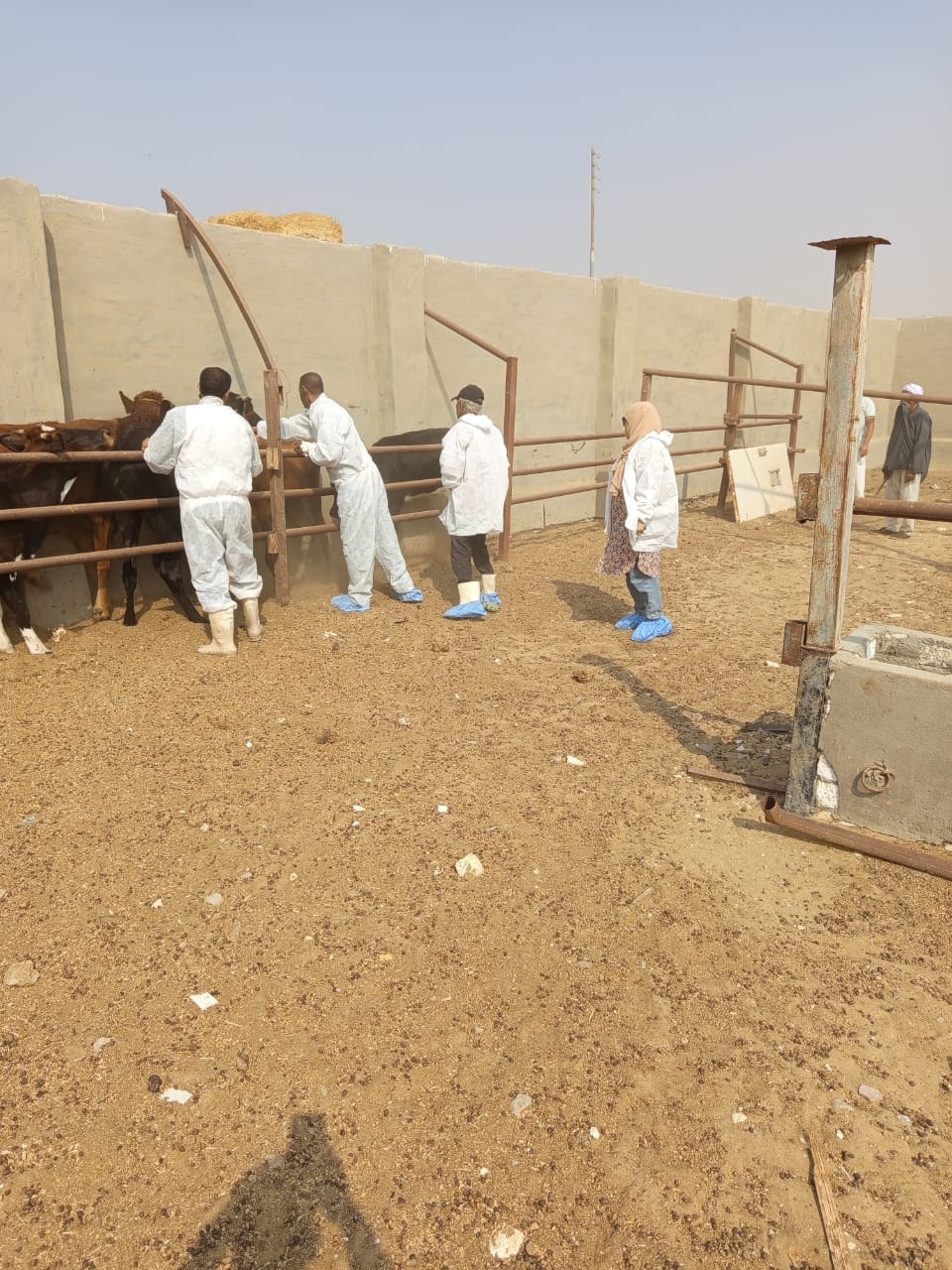 حصاد مديريتى الزراعة والطب البيطرى بالفيوم لعام 2025&nbsp;