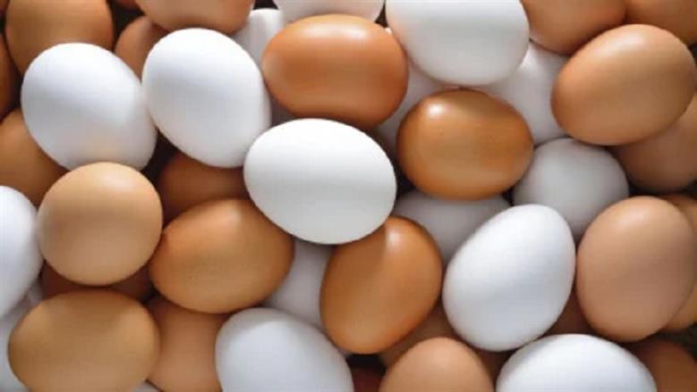 أسعار البيض اليوم